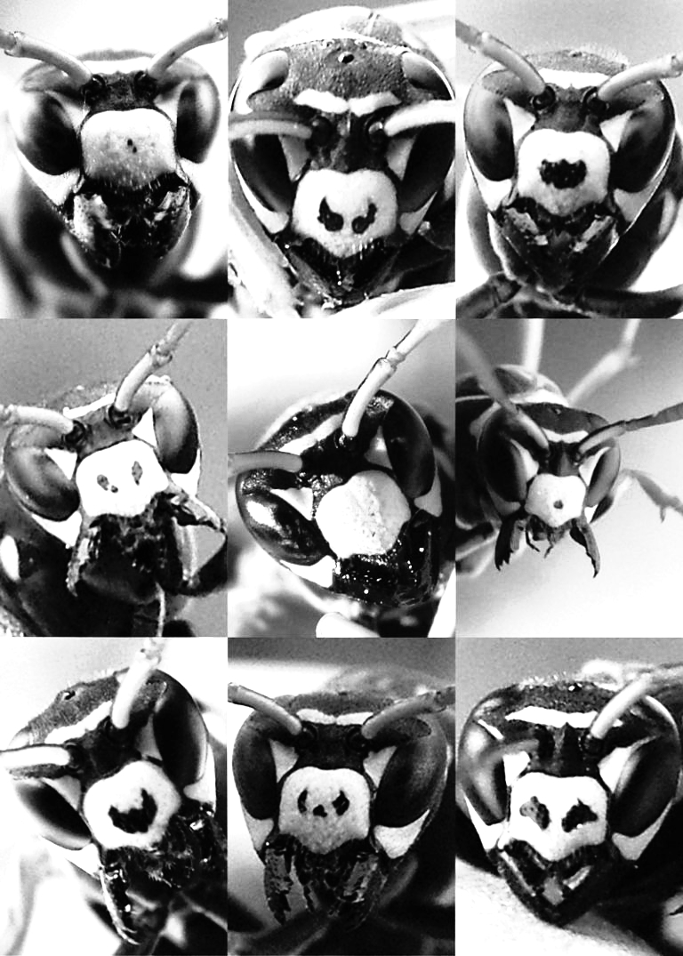 some wasps recognize one another by facial&nbsp;markings
