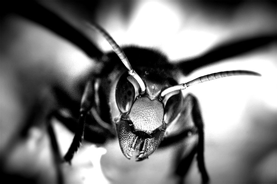 elaborate honeybee hive&nbsp;defense