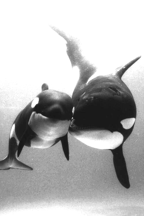 genomes and culture&nbsp;co-evolve