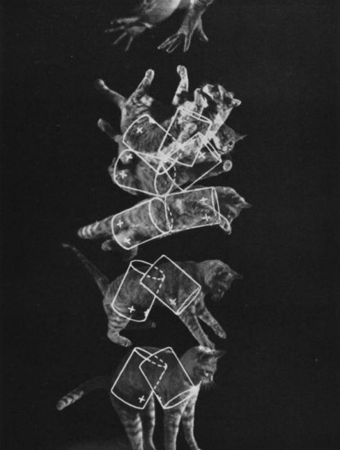 cats have rudimentary understanding of&nbsp;physics