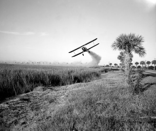 exposure to antibiotics and insecticides could cause metabolic and behavioral&nbsp;disorders