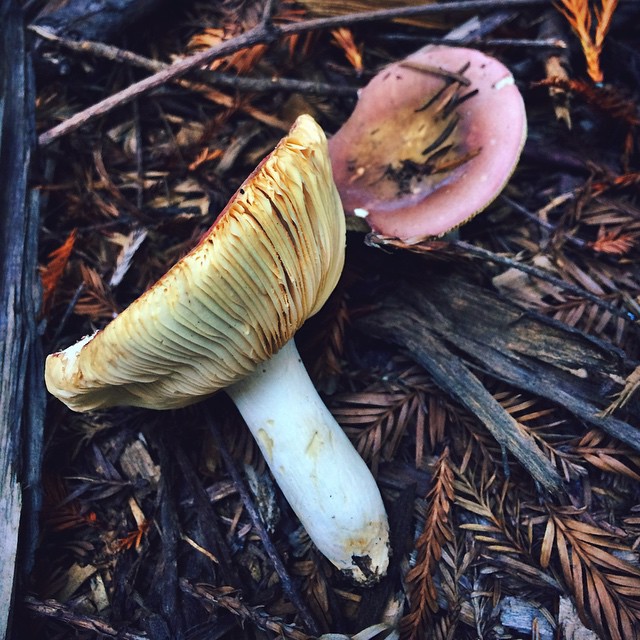 Mushroom photography by Super Natural Supply